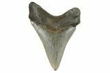 Serrated, Fossil Megalodon Tooth - Aurora, North Carolina #179805-1